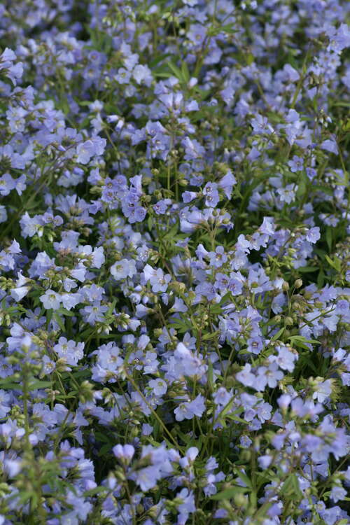 Bild von Polemonium reptans Blue Pearl