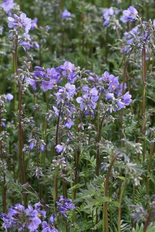 Bild von Polemonium yezoense Purple Rain Strain