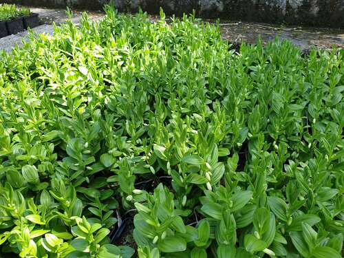 Bild von Polygonatum humile falcatum