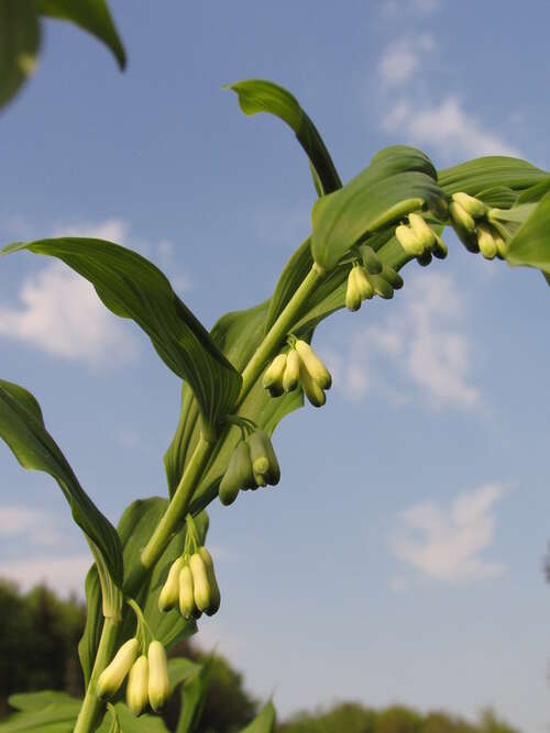 Bild von Hohes Salomonssiegel