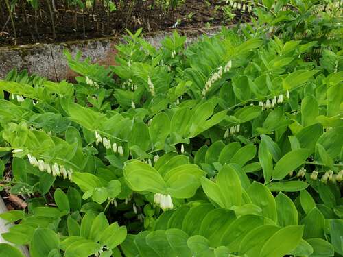 Bild von Polygonatum multiflorum