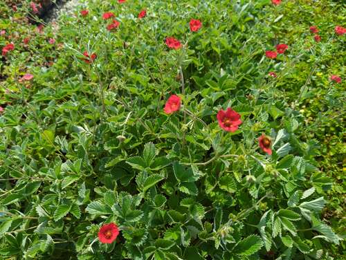Bild von Potentilla atrosanguinea