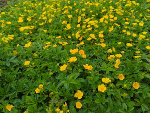 Bild von Gold-Fingerkraut