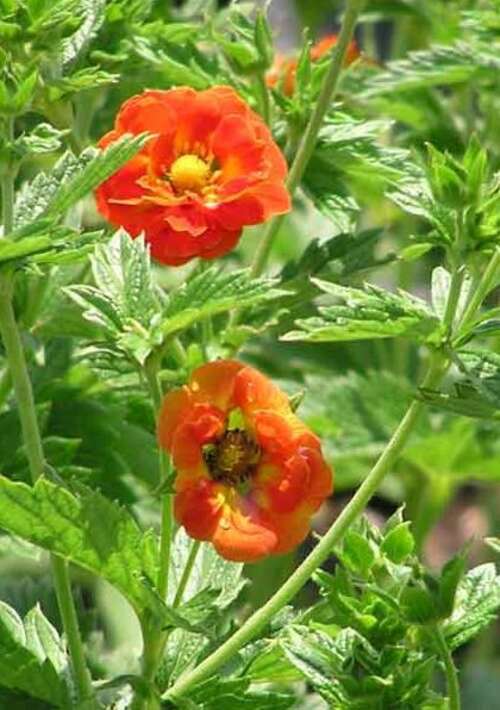 Bild von Potentilla x-cult. William Rollison