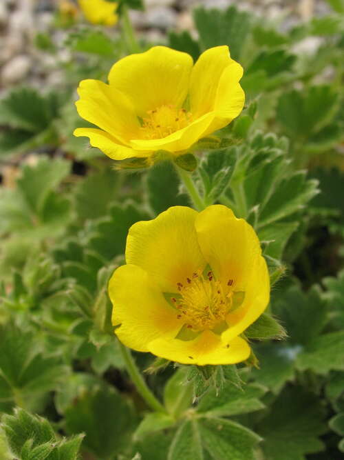 Bild von Potentilla megalantha