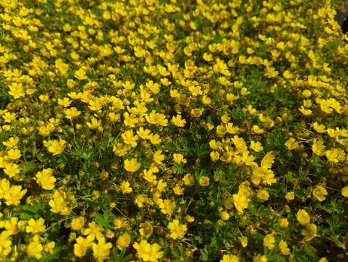 Bild von Potentilla neumanniana