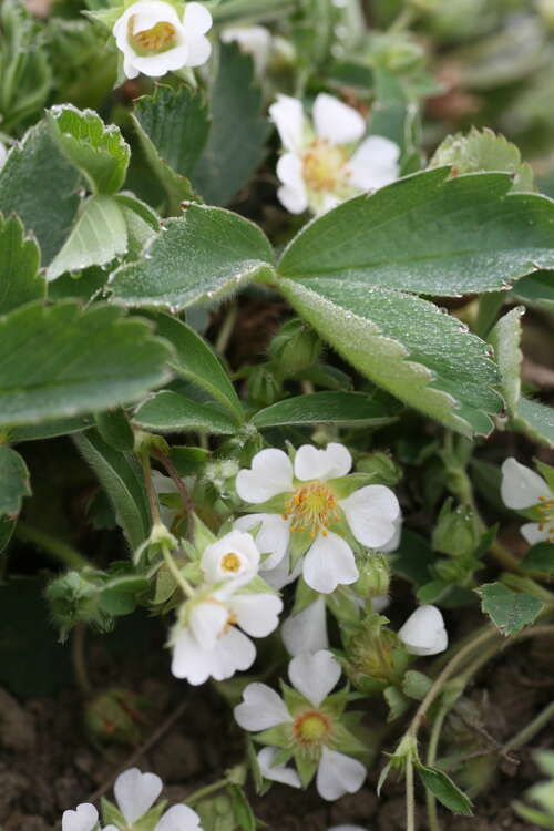 Bild von Erdbeer-Fingerkraut