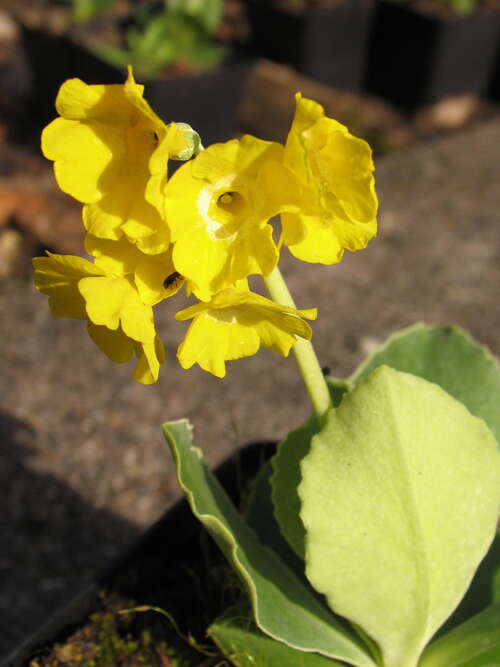 Bild von Alpen-Aurikel