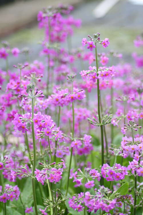 Bild von Primula beesiana