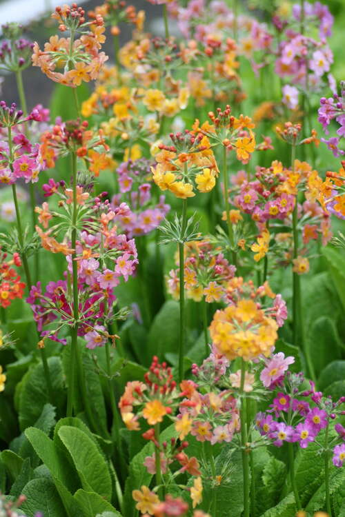 Bild von Primula x-bullesiana