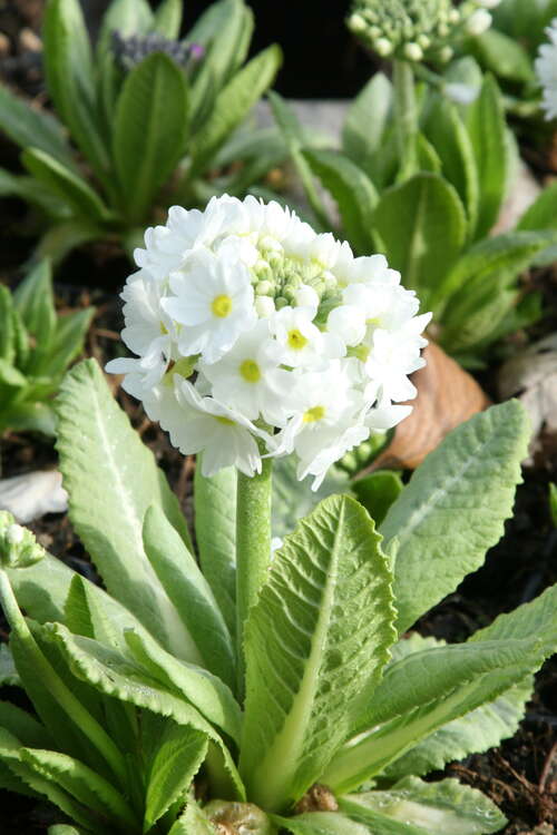 Bild von Primula denticulata Alba
