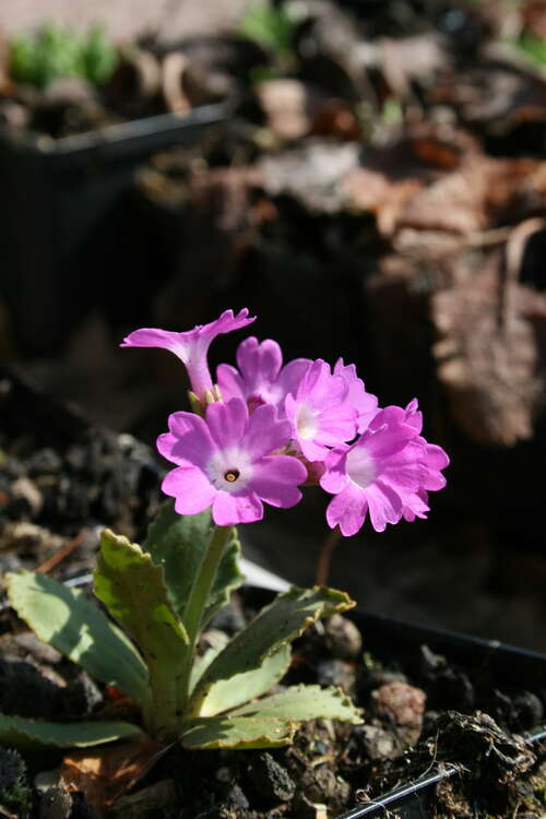 Bild von Behaarte Schlüsselblume