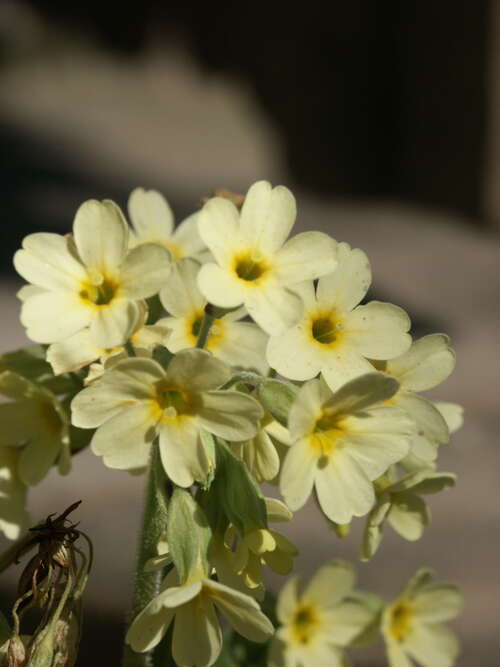 Bild von Stängellose Schlüsselblume