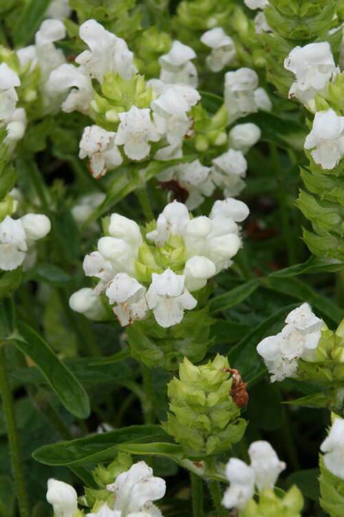 Bild von Prunella grandiflora Alba