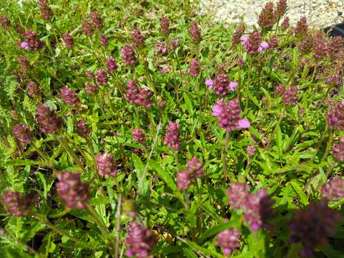 Bild von Prunella grandiflora Rosea