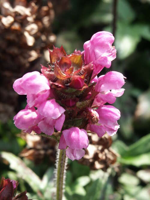 Bild von Prunella grandiflora Rubra
