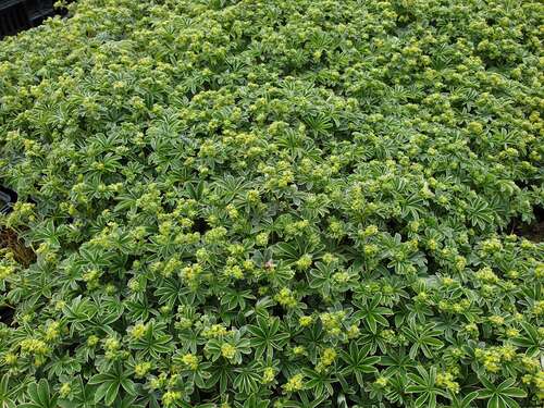 Bild von Alchemilla alpina