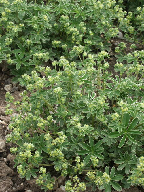 Bild von Alchemilla hoppeana