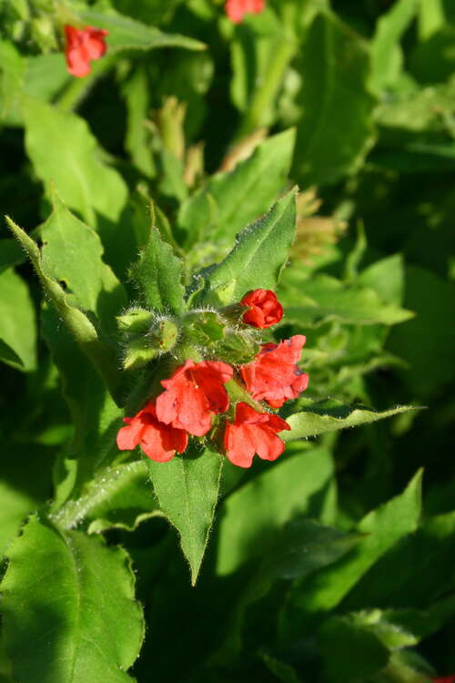 Bild von Pulmonaria rubra