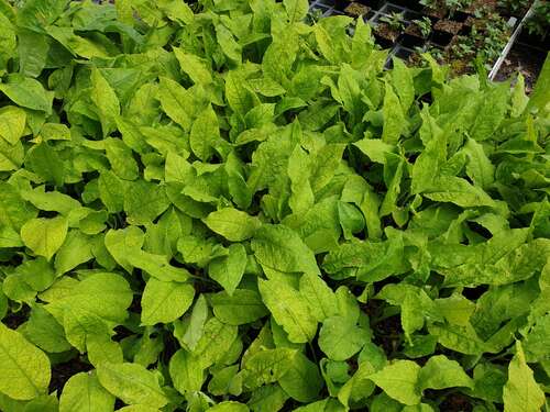 Bild von Pulmonaria rubra var.albocorollata