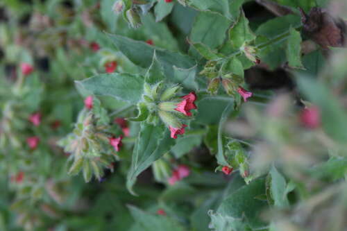 Bild von Pulmonaria rubra Red Start
