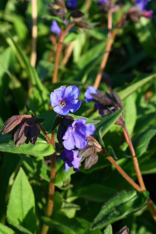 Bild von Pulmonaria dacica Blue Ensign