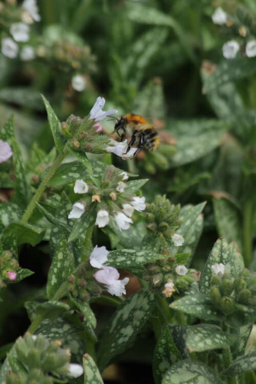 Bild von Karpaten-Lungenkraut