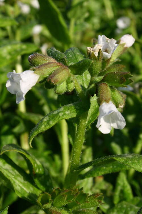 Bild von Pulmonaria saccharata Sissingh. White