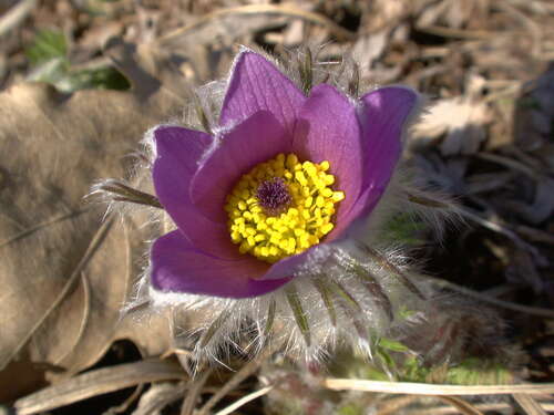 Bild von Gewöhnliche Kuhschelle