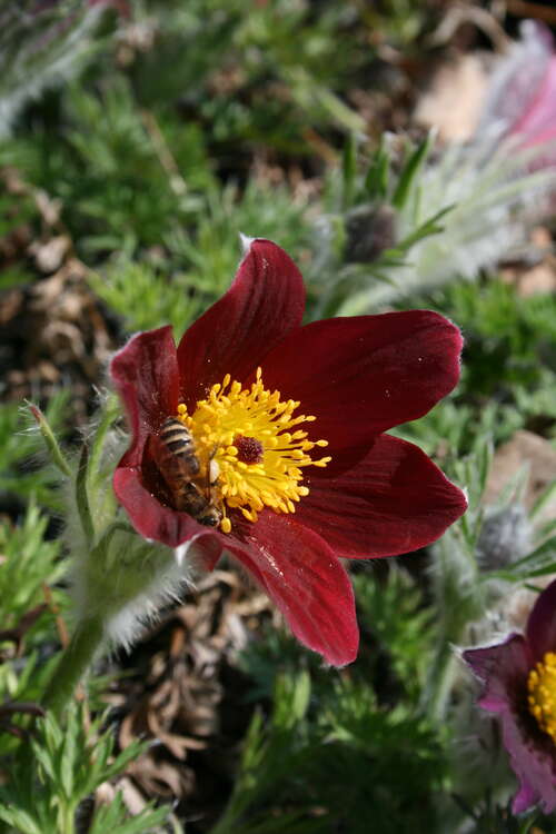 Bild von Pulsatilla vulgaris Rote Glocke