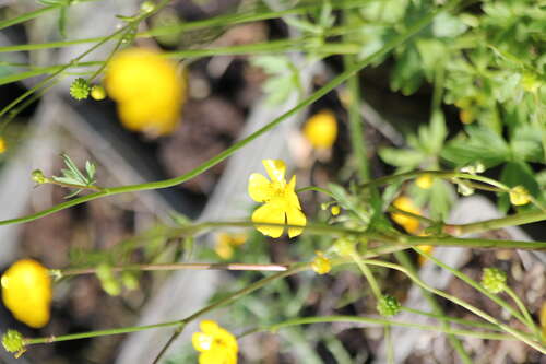 Bild von Ranunculus acris