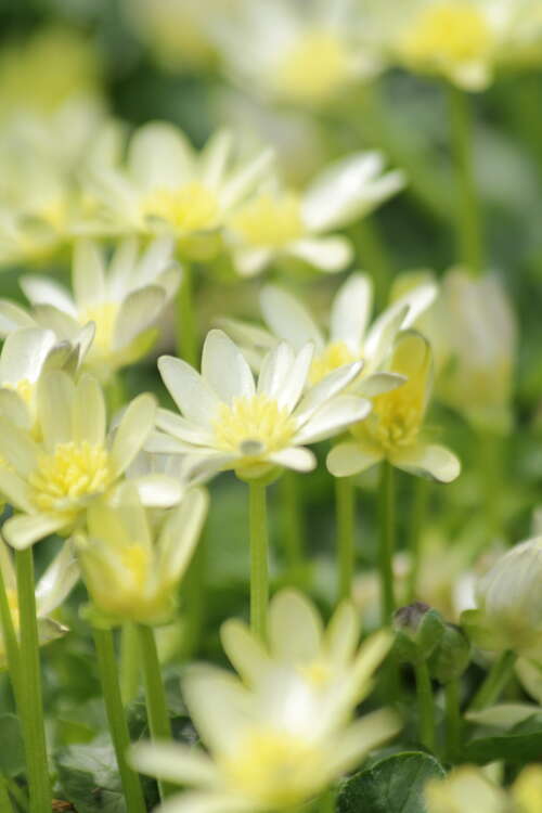 Bild von Scharbockskraut