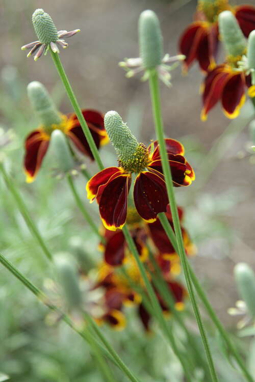 Bild von Ratibida col.var.pulcherima Red Midget