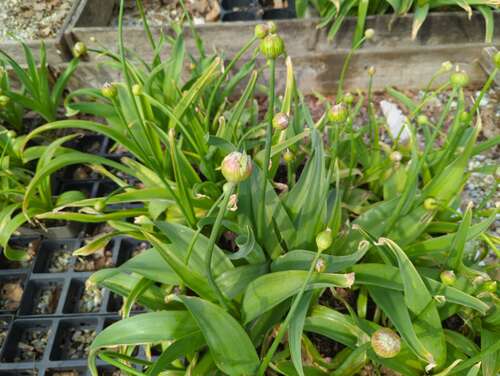 Bild von Allium atropurpureum