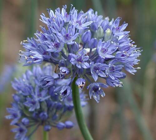 Bild von Blauer Asien-Lauch