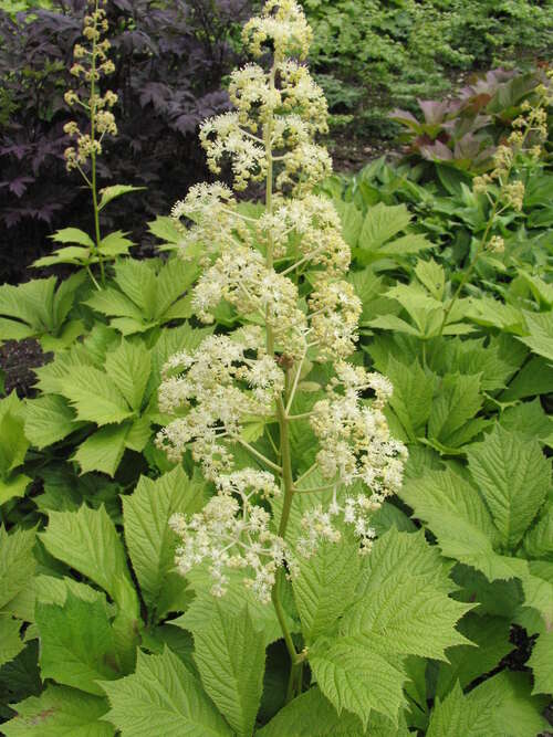 Bild von Rodgersia aesculifolia