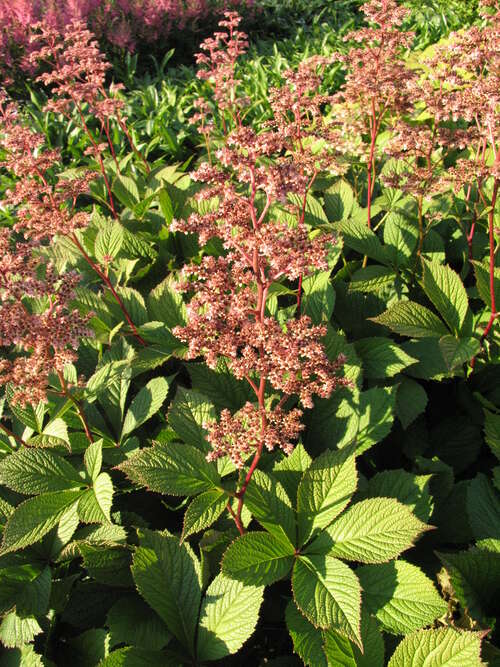 Bild von Rodgersia henrici