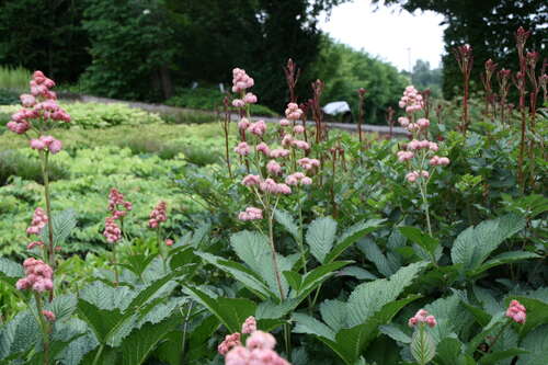Bild von Rodgersia x-cult. Die Schöne