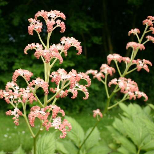 Bild von Rodgersia x-cult. Die Anmutige