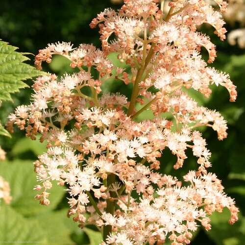 Bild von Rodgersia x-cult. White Feathers