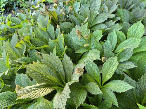Bild von Rodgersia pinnata
