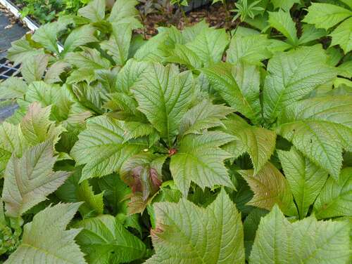 Bild von Rodgersia podophylla Pagode