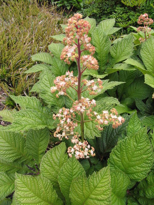 Bild von Rodgersia purdomii