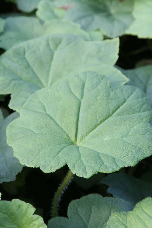 Bild von Rodgersia tabularis Astilboides