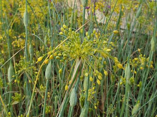 Bild von Gelber Hänge-Lauch