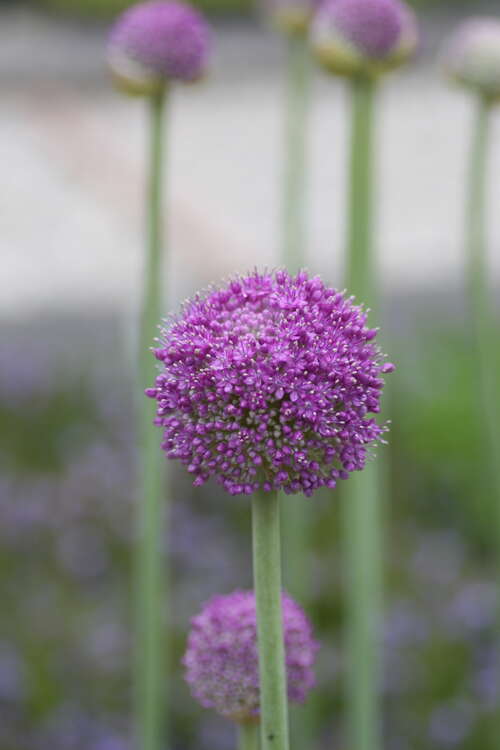 Bild von Allium giganteum