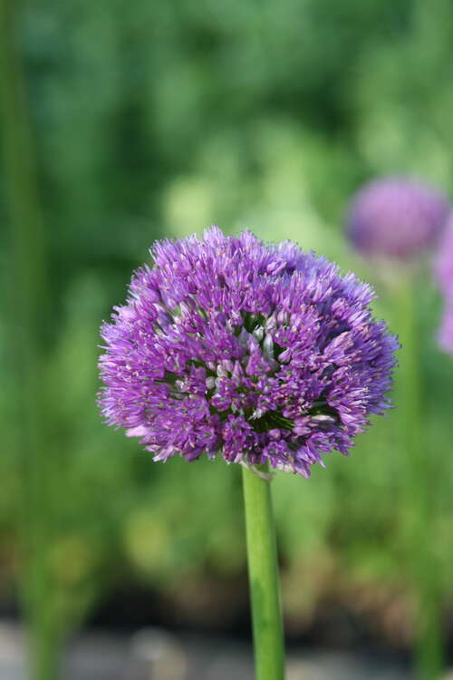 Bild von Allium x-cult. Lucy-Ball