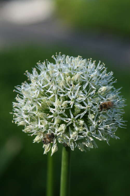 Bild von Allium x-cult. Mount Everest