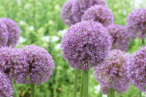 Bild von Allium Pinball Wizard