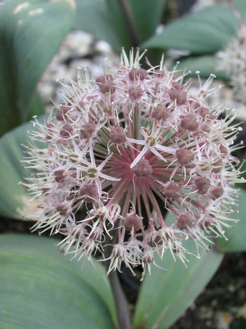 Bild von Allium karataviense